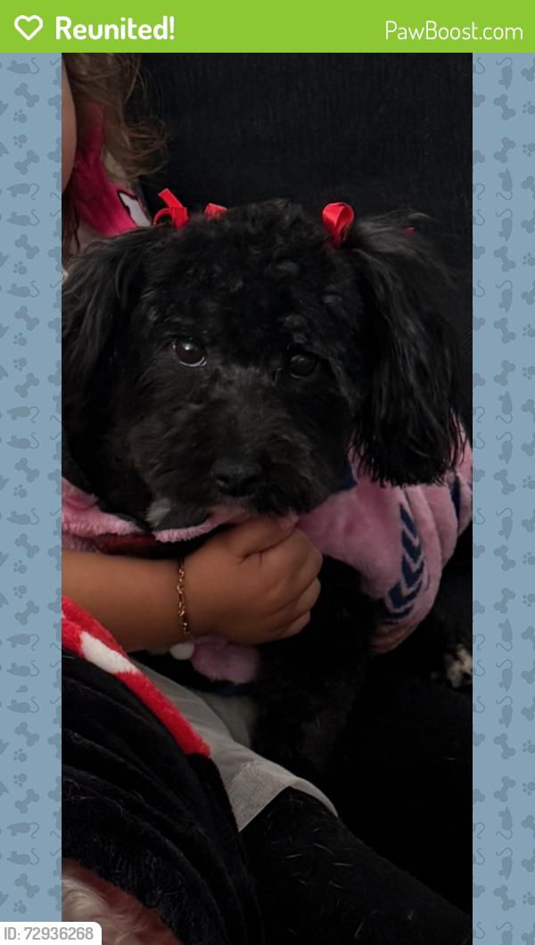 Reunited Female Dog last seen Karlson dr , Albuquerque, NM 87113
