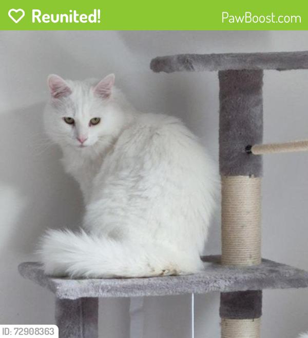 Reunited Male Cat last seen Near Cheverton Road  b311rt, West Midlands, England B31 1RT