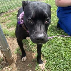 Shelter Stray Female Dog last seen , Greenville, SC 29609
