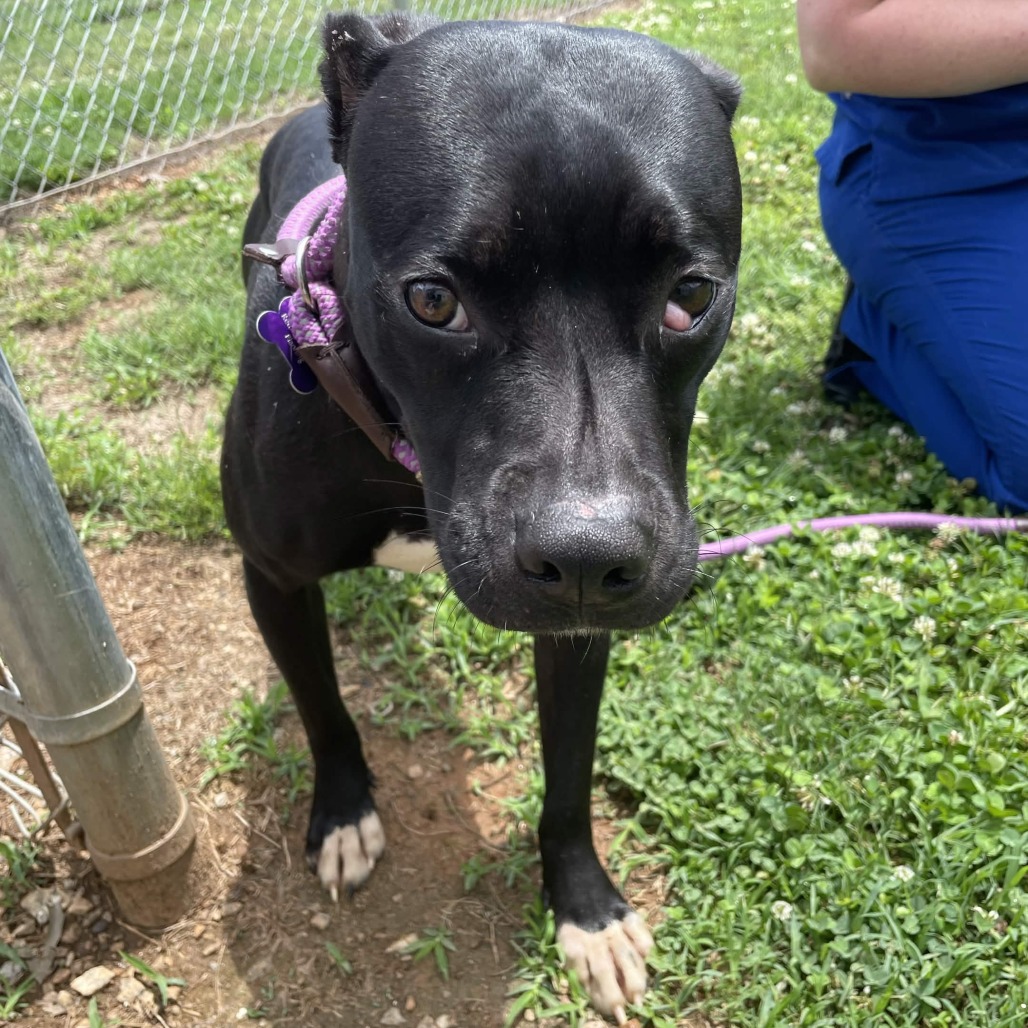 Shelter Stray Female Dog last seen , Greenville, SC 29609