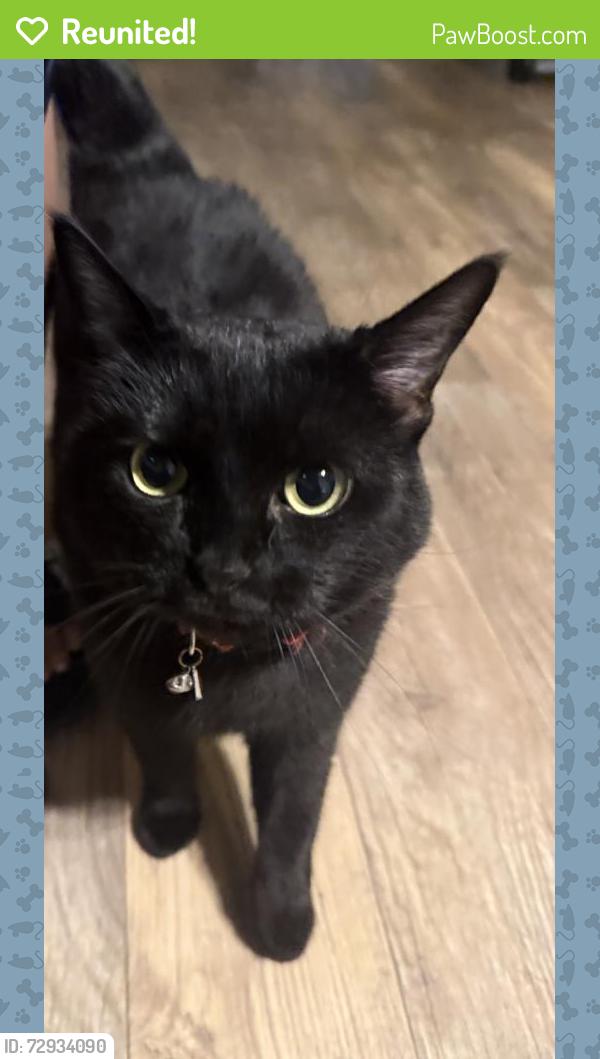 Reunited Female Cat last seen apmt, Rancho Cordova, CA 95670