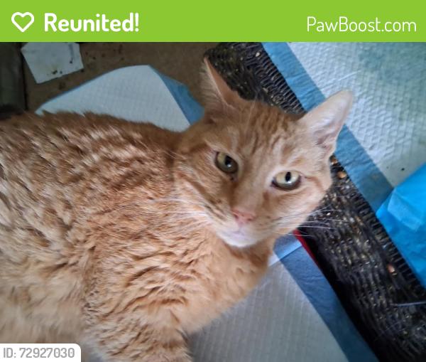 Reunited Male Cat last seen Near Eldredge Ave, North Cape May, NJ, Lower Township, NJ 08204