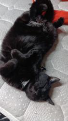 Reunited Male Cat last seen Marathon gas station near the blue bridge, Toledo, OH 43605