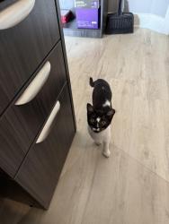 Lost Female Cat last seen Sr16, St. Johns County, FL 32084