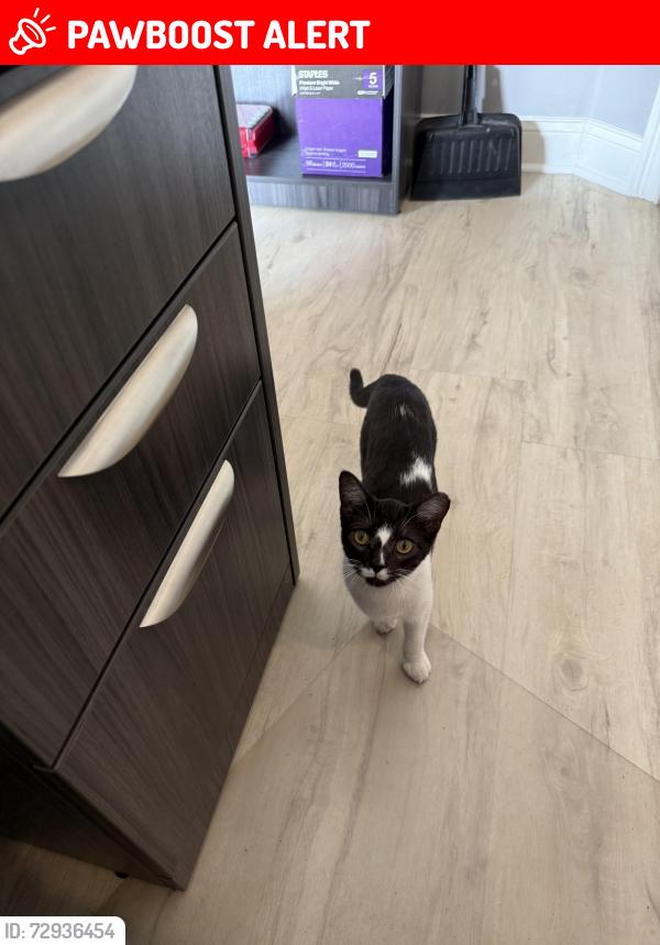 Lost Female Cat last seen Sr16, St. Johns County, FL 32084
