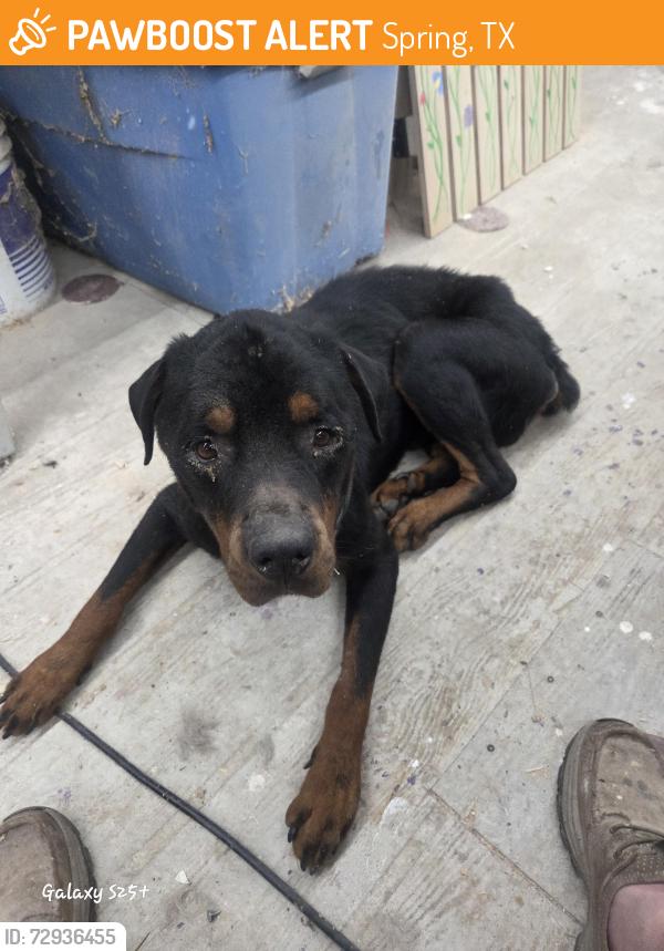 Found/Stray Male Dog last seen Near and mossy oaks, Spring, TX 77389