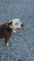 Reunited Male Dog last seen Apple Hill Rd, Easley, SC 29642, USA, Easley, SC 29642