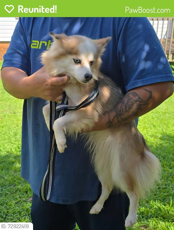 Reunited Female Dog last seen Liberty church rd , Burke County, NC 28601