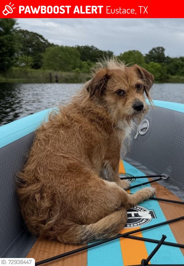 Lost Male Dog last seen County Road 2502 and Oak St, potentially Peachtree rd, Eustace, TX 75124