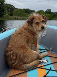 Lost Male Dog last seen County Road 2502 and Oak St, potentially Peachtree rd, Eustace, TX 75124