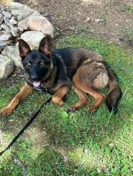 Found/Stray Female Dog last seen Henry Circle, New Home Rd., Veeler Road and Highway 27 in LaFayette, LaFayette, GA 30728
