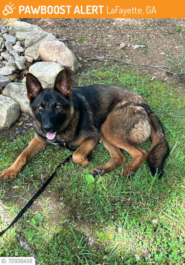 Found/Stray Female Dog last seen Henry Circle, New Home Rd., Veeler Road and Highway 27 in LaFayette, LaFayette, GA 30728