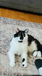 Reunited Male Cat last seen Tw13 4se , Greater London, England TW13 4SE