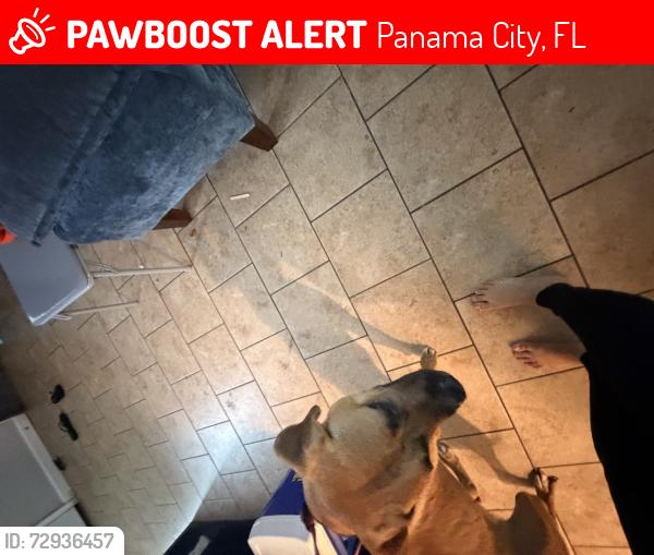 Lost Female Dog last seen Near way stop over by the church on 11street , Panama City, FL 32401