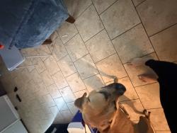 Lost Female Dog last seen Near way stop over by the church on 11street , Panama City, FL 32401