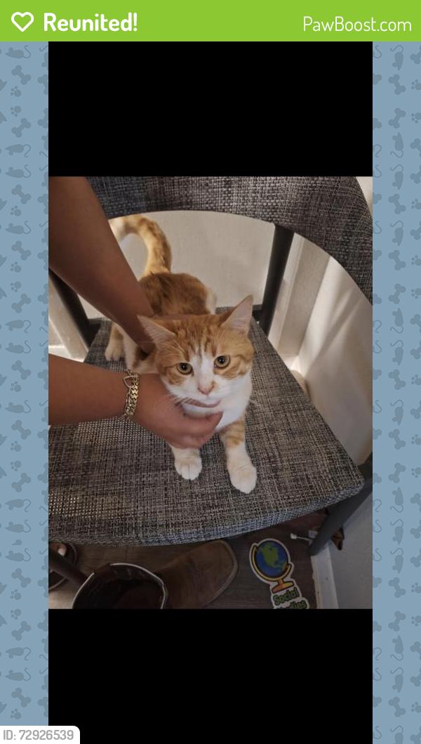 Reunited Male Cat last seen fieldwood , Austin, TX 78758