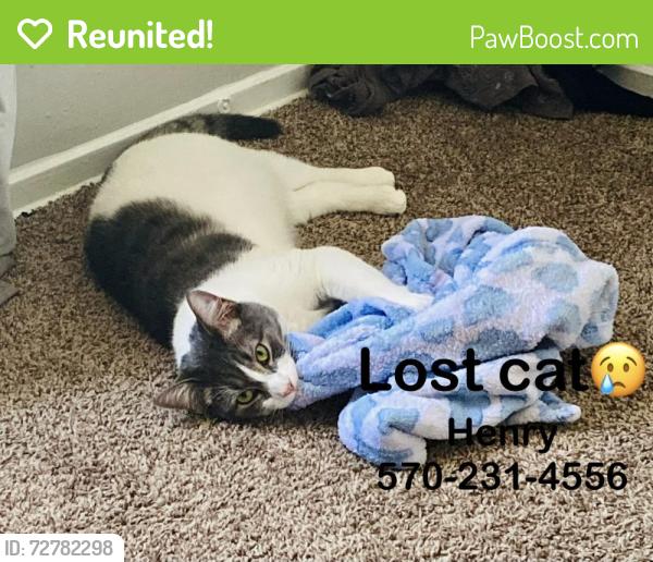 Reunited Male Cat last seen Carrollton Ave , 56th st, Indianapolis, IN 46220