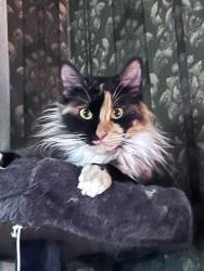 Lost Female Cat last seen Gaddy Rd and Hwy 226, Nebo, NC 28761