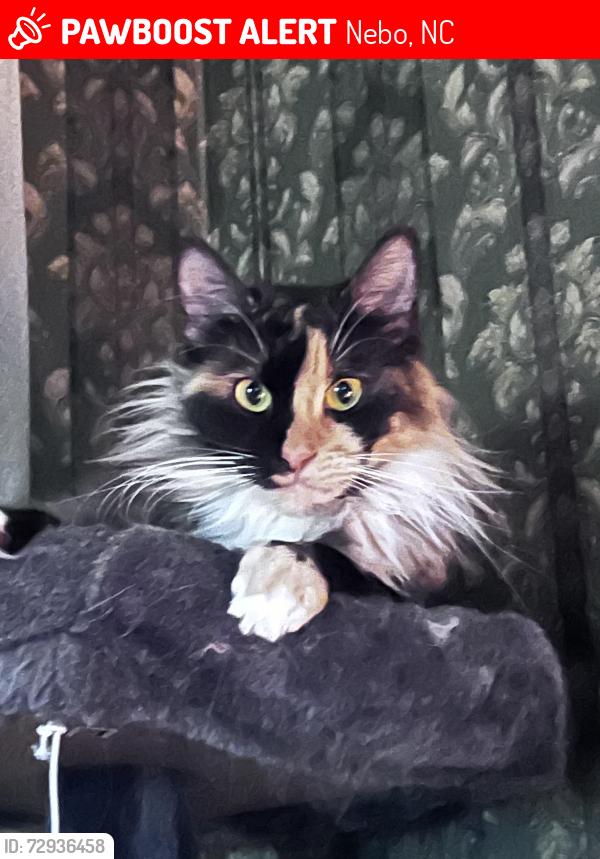 Lost Female Cat last seen Gaddy Rd and Hwy 226, Nebo, NC 28761