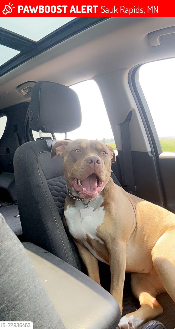 Lost Female Dog last seen Golden spike road by town hall, Sauk Rapids, MN 56379
