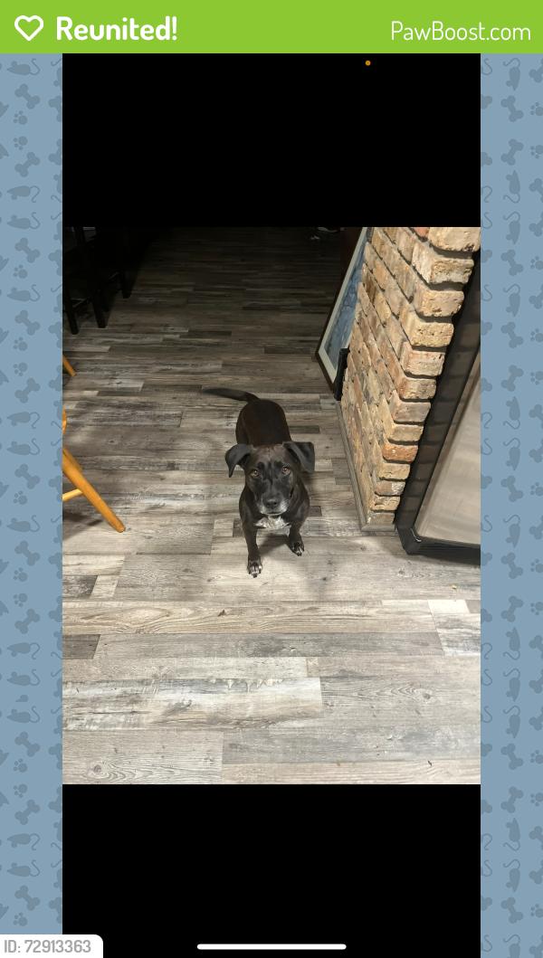 Reunited Male Dog last seen Dawes Lane N and Belmont Park Dr, Theodore, AL 36582