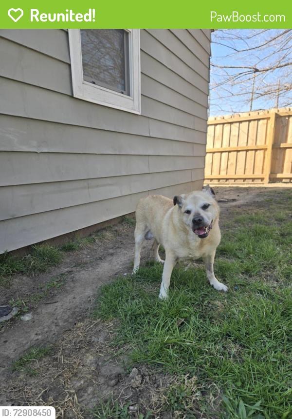 Reunited Male Dog last seen Near leeds ave, Indianapolis, IN 46203