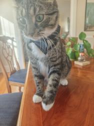 Reunited Male Cat last seen Near Howard Ave, Nashville, TN 37216, USA, Nashville, TN 37216