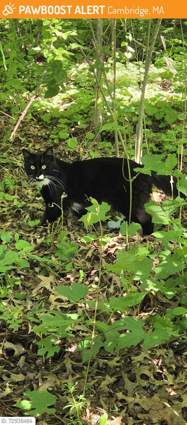Found/Stray Unknown Cat last seen Daneht Park  near Universal Playground , Cambridge, MA 02138