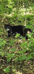 Found/Stray Unknown Cat last seen Daneht Park  near Universal Playground , Cambridge, MA 02138