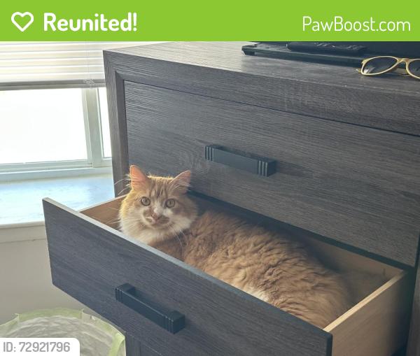 Reunited Male Cat last seen Near Lerner Ct., Nottingham MD, Baltimore, MD 21236