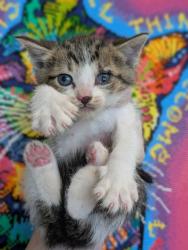 Shelter Stray Male Cat last seen Bexar County, New Braunfels, TX 78130