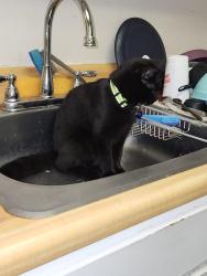 Reunited Male Cat last seen Springs apmts , Boiling Springs, SC 29316