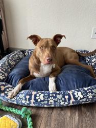 Found/Stray Female Dog last seen The elise apmt complex , Dallas, TX 75228