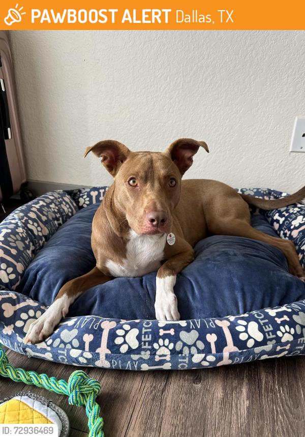 Found/Stray Female Dog last seen The elise apmt complex , Dallas, TX 75228