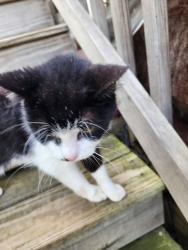 Reunited Male Cat last seen Edgewood and Charwood, Cumberland Hill area near Veterans Park, Lexington, KY 40515