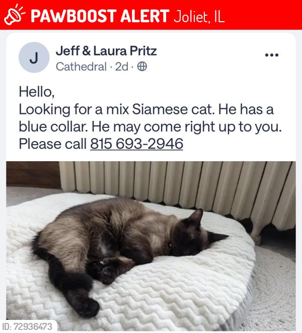 Lost Male Cat last seen Western Avenue & Clement, Joliet, IL 60435