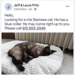 Lost Male Cat last seen Western Avenue & Clement, Joliet, IL 60435