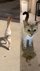 Found/Stray Unknown Cat last seen Creekside way, New Braunfels, TX 78130
