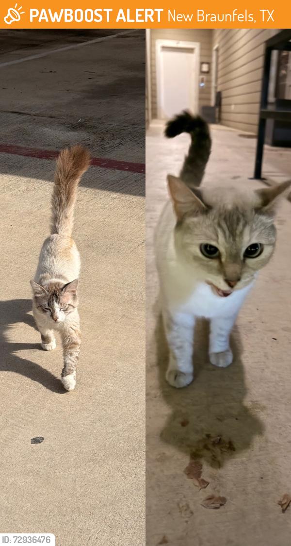 Found/Stray Unknown Cat last seen Creekside way, New Braunfels, TX 78130