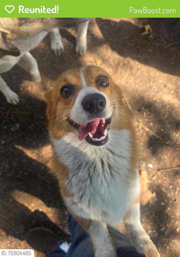 Reunited Female Dog last seen Co Rd 4069, Texas 75143, USA, Kaufman County, TX 75143