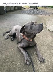 Found/Stray Male Dog last seen Macland Rd. , Macland Rd, GA 30127
