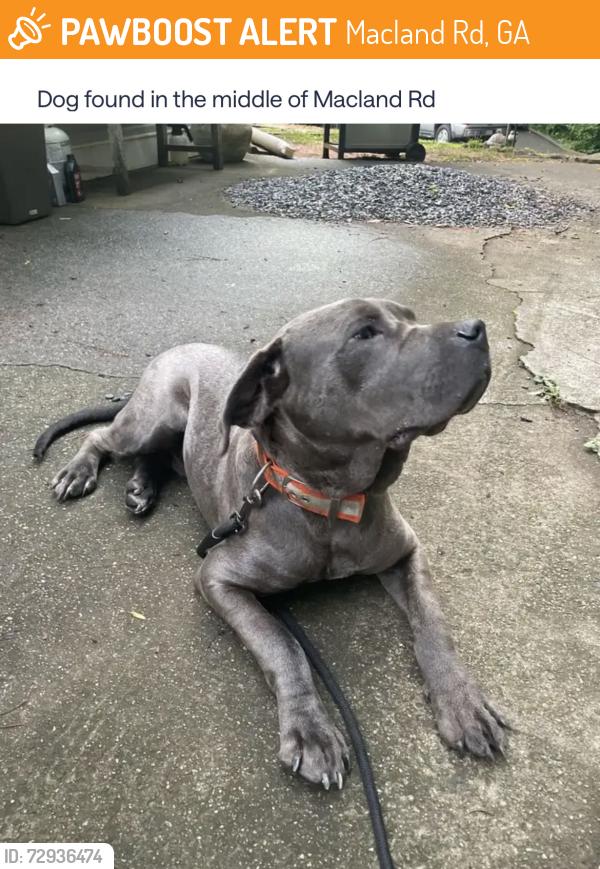 Found/Stray Male Dog last seen Macland Rd. , Macland Rd, GA 30127