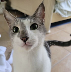 Found/Stray Male Cat last seen Sugar Pine and Foxwoodway, Boca Raton, FL 33487
