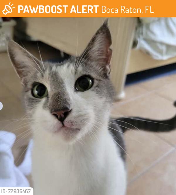 Found/Stray Male Cat last seen Sugar Pine and Foxwoodway, Boca Raton, FL 33487