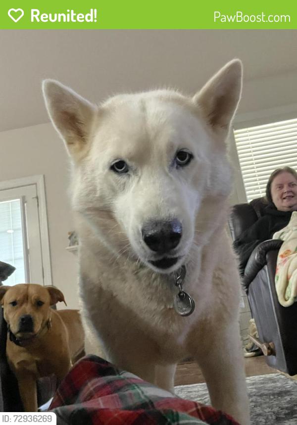 Reunited Female Dog last seen Windy Ridge Subdivision , Simpsonville, SC 29681
