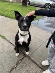 Found/Stray Male Dog last seen E Simpson Ave & N Mariposa St , Fresno, CA 93703