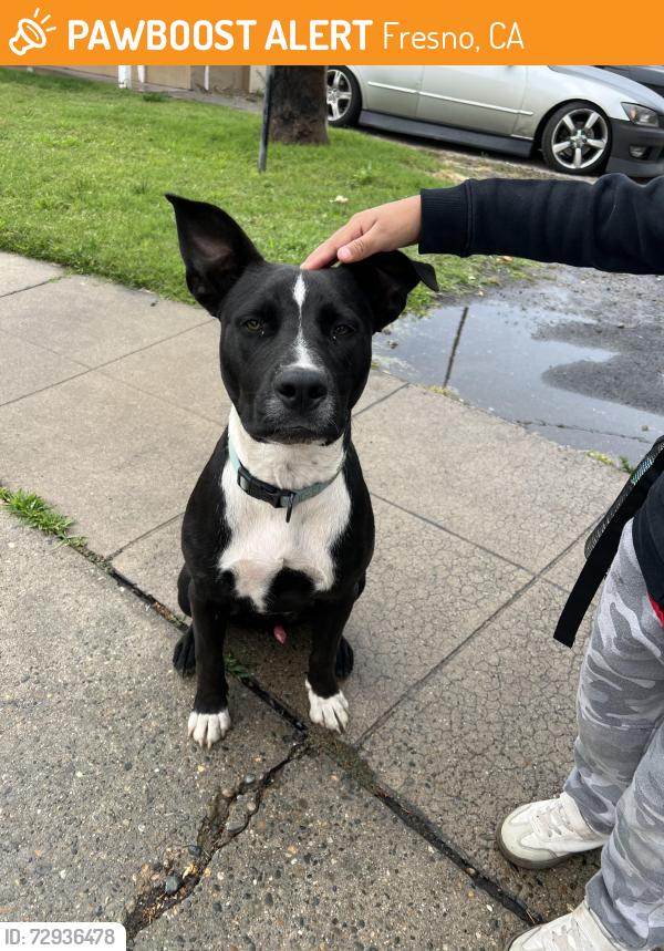 Found/Stray Male Dog last seen E Simpson Ave & N Mariposa St , Fresno, CA 93703