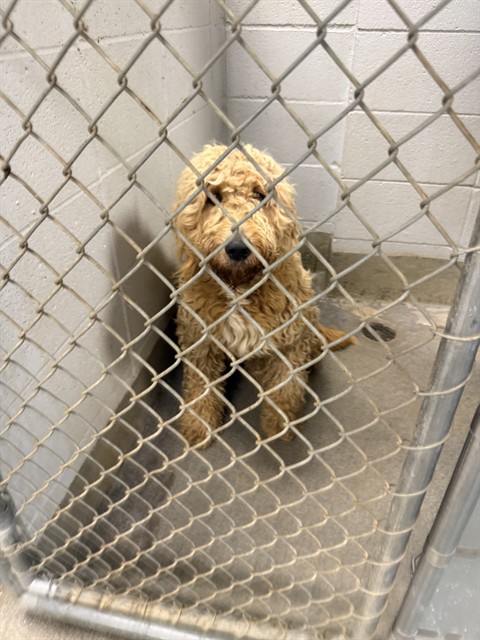 Shelter Stray Male Dog last seen DITTO MARINA PARKWAY, Huntsville, AL 35805