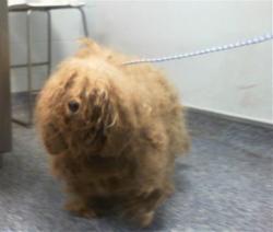 Shelter Stray Female Dog last seen MECK, Charlotte, NC 28217