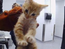 Shelter Stray Male Cat last seen CHARLOTTE, Charlotte, NC 28217